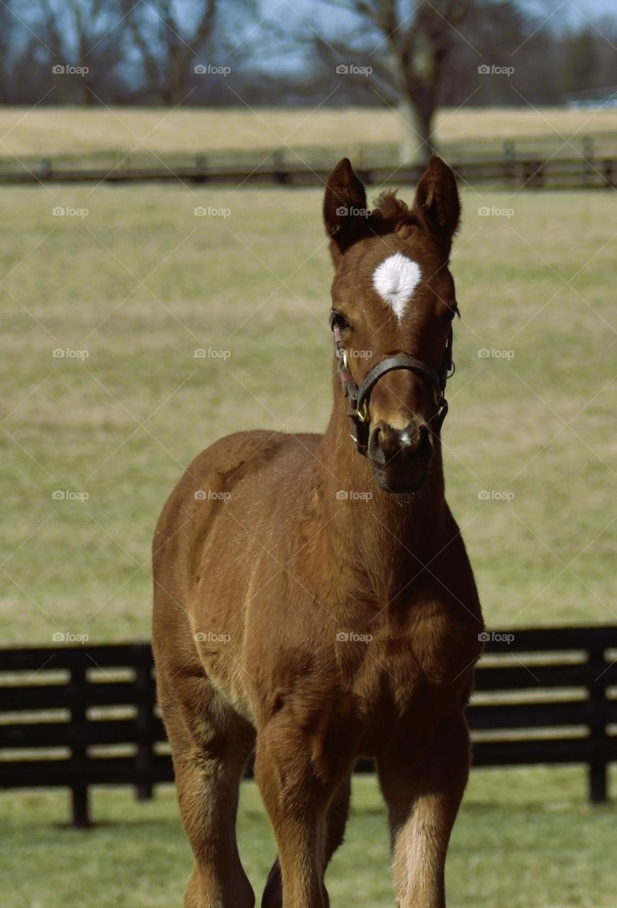 Curious foal