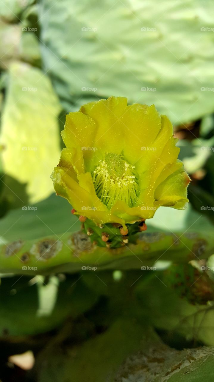 bee flowers cactus pollinators