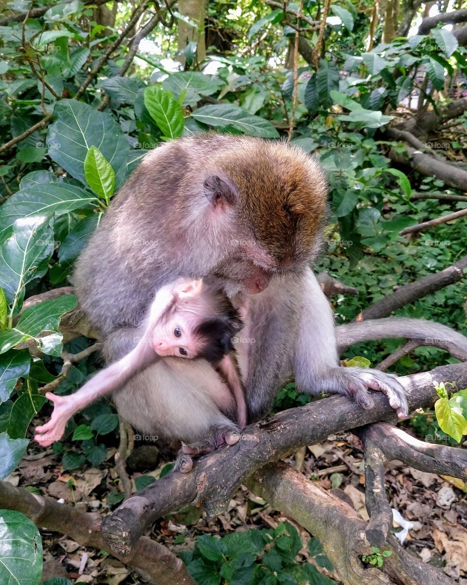 Monkey 🐒🐒 Mom with a child 🐒🐒