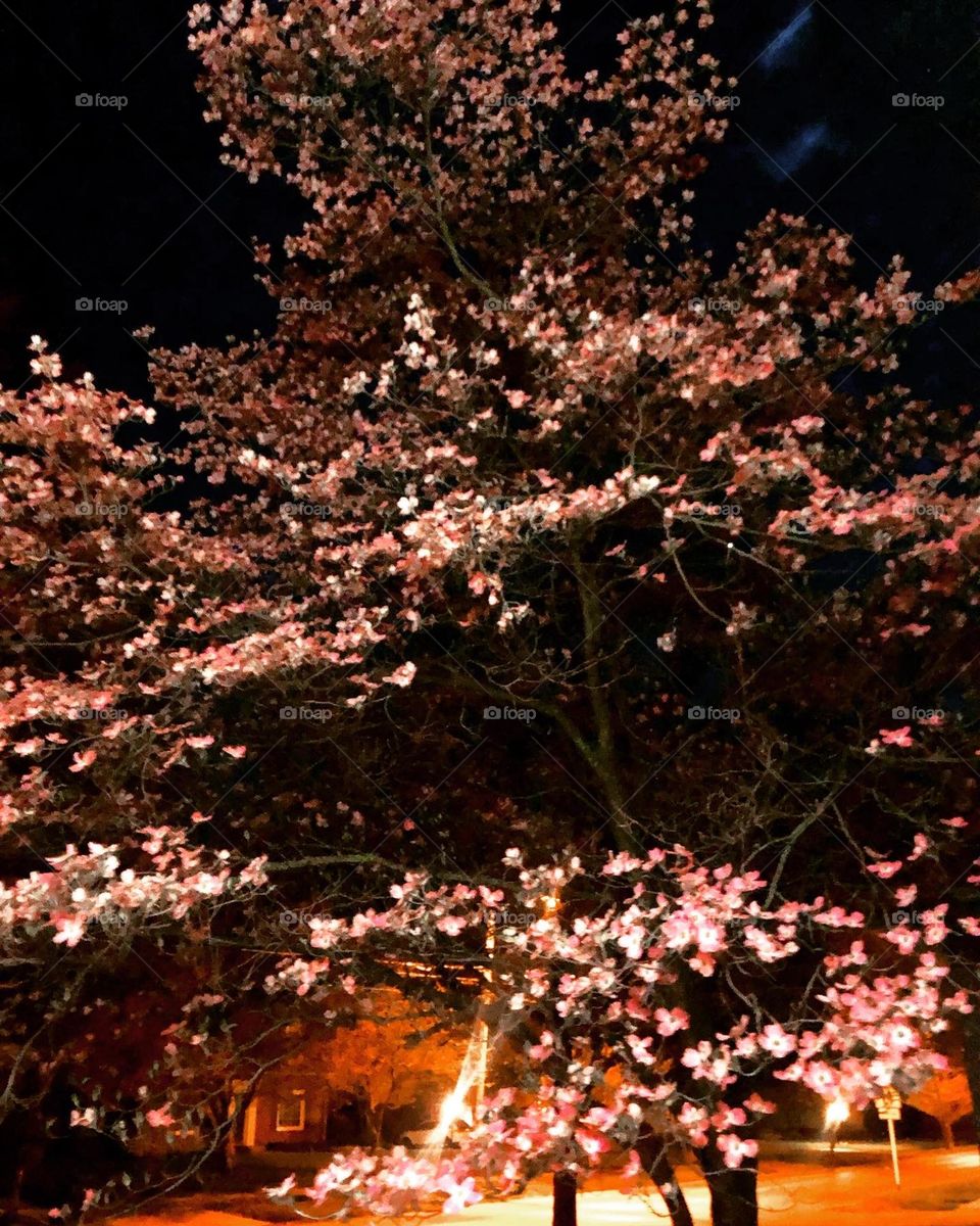 Flowering fabulous pretty pink petals