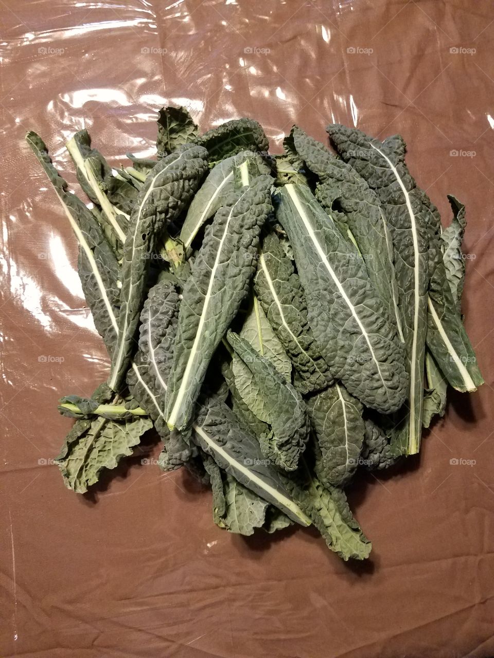 Dinosaur Kale harvest