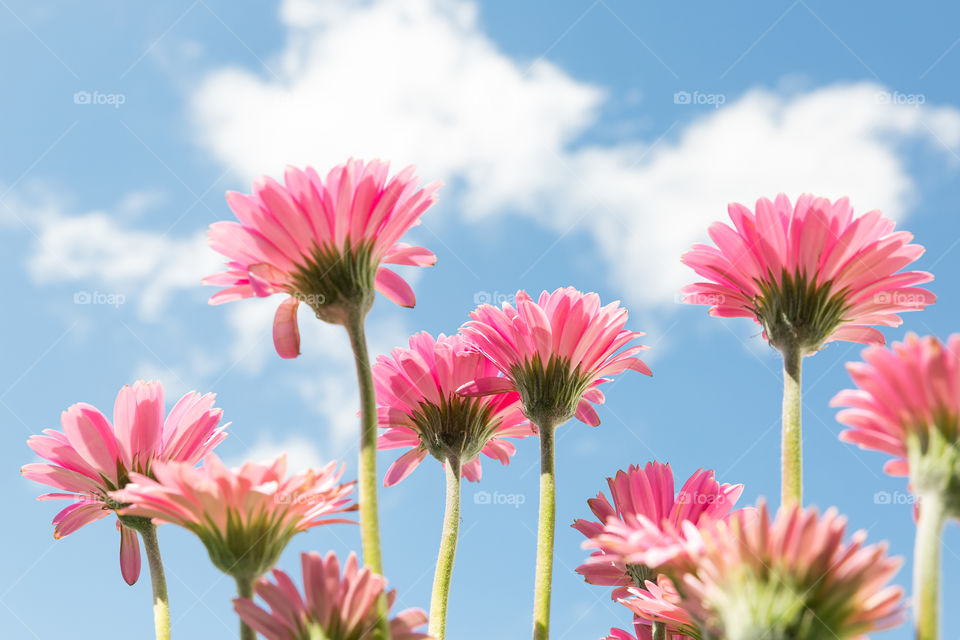 Beautiful pink garden Gerbera flowers with blue sky and clouds in the background, low angle shot 
