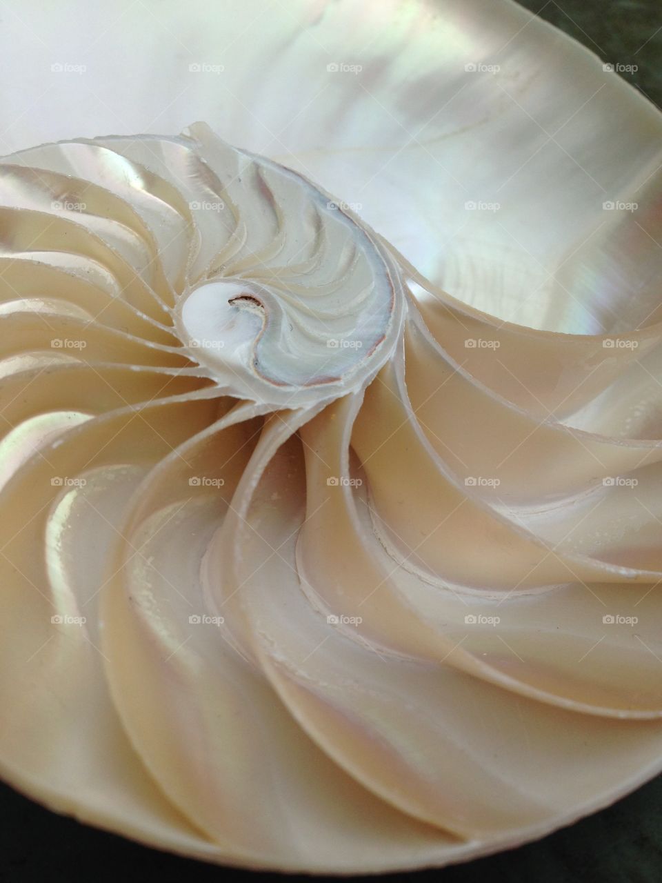 Nautilus shell cross section spiral symmetry pompilius seashell Fibonacci sequence swirl snail mollusk 