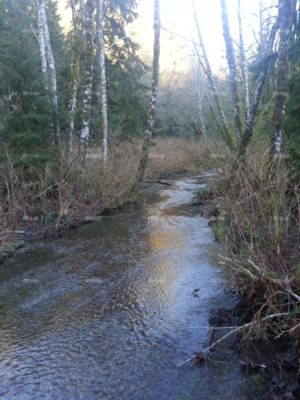 Jim creek