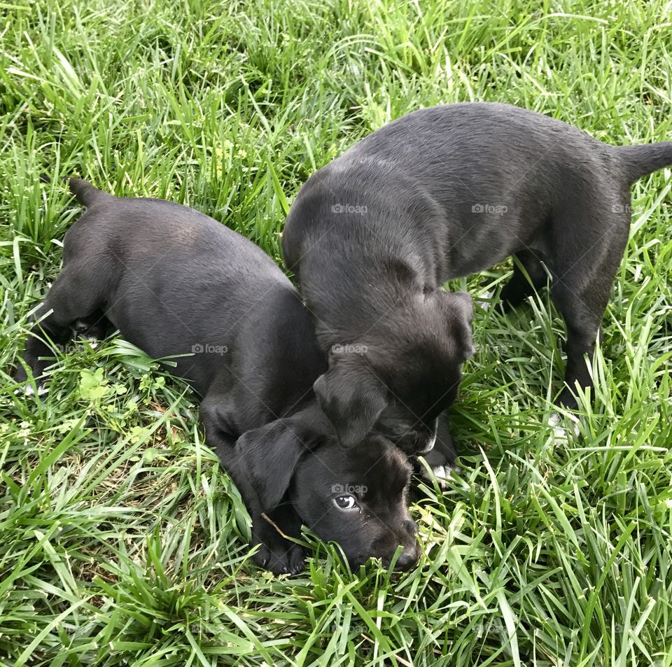 Puppies on Lawn