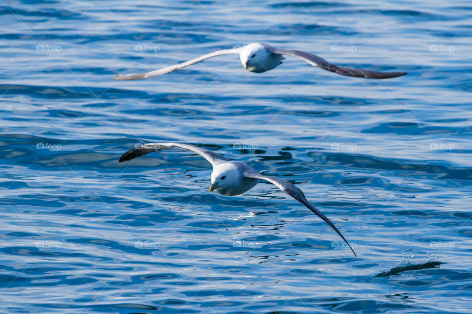 Two seabirds fly close to the calm water of the ocean in Iceland.
