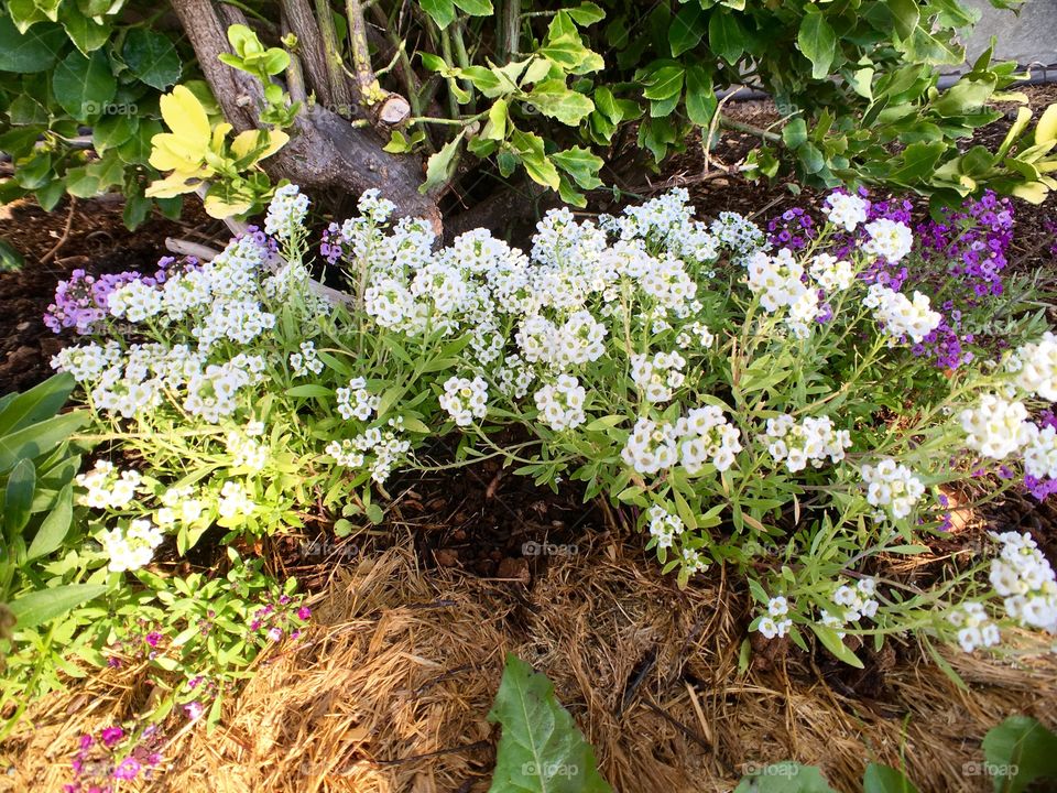 Tiny Flowers