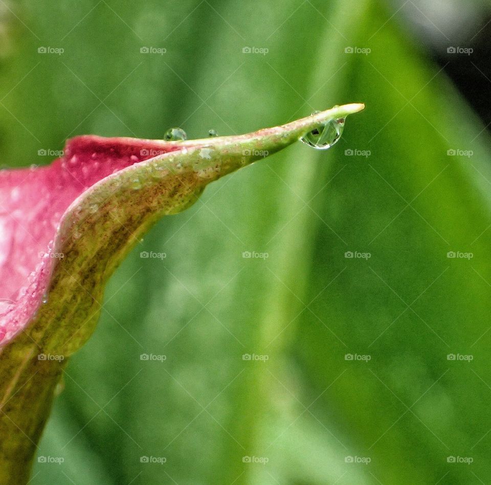 Calla Lily