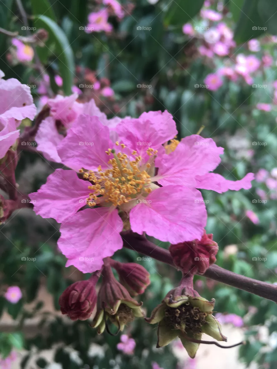 Flores 
