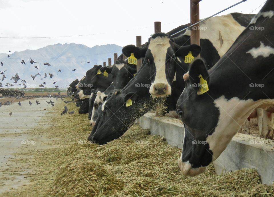 cows feeding