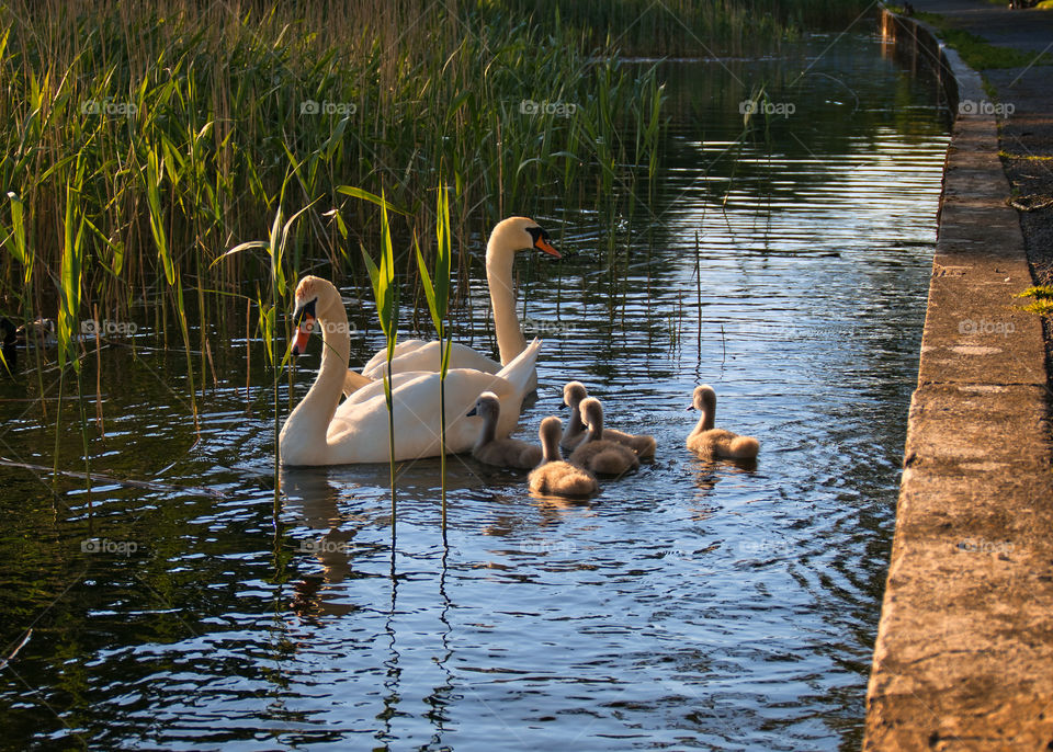 Swan family