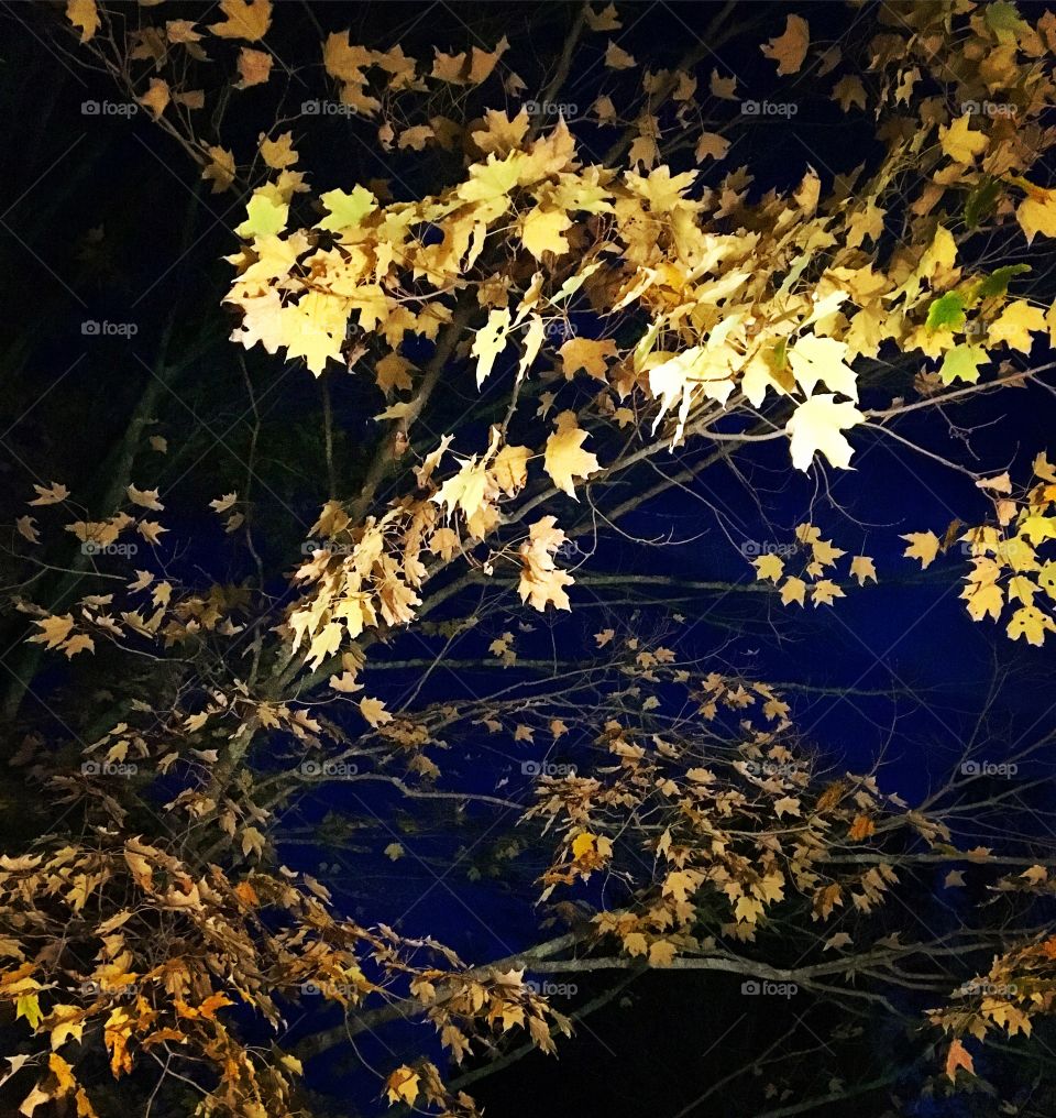 Fall nights