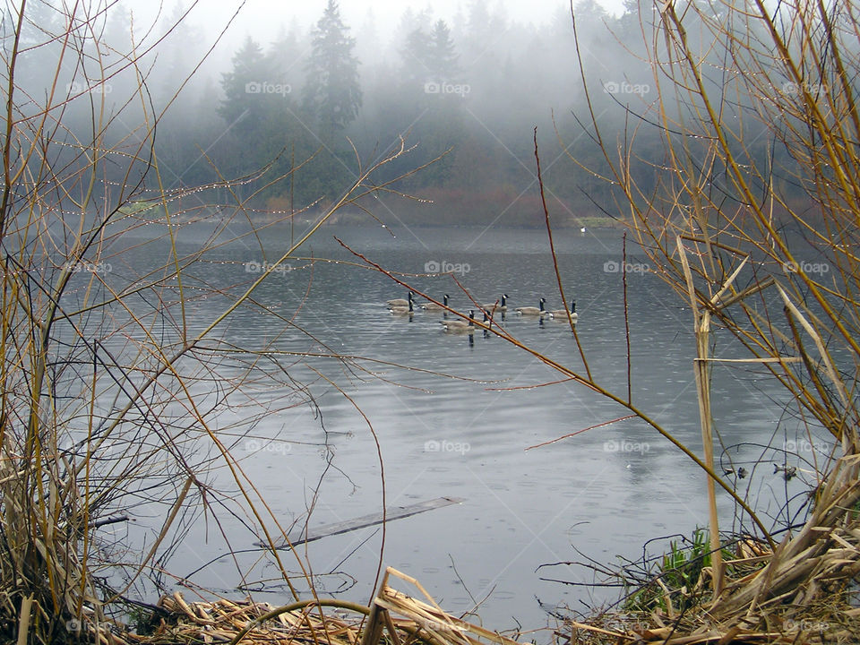 A foggy day near the water with ducks completing the picture.