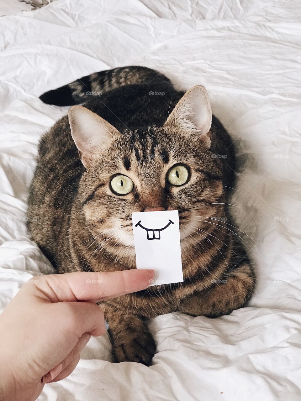 Portrait of cute cat with smile. Beautiful cat