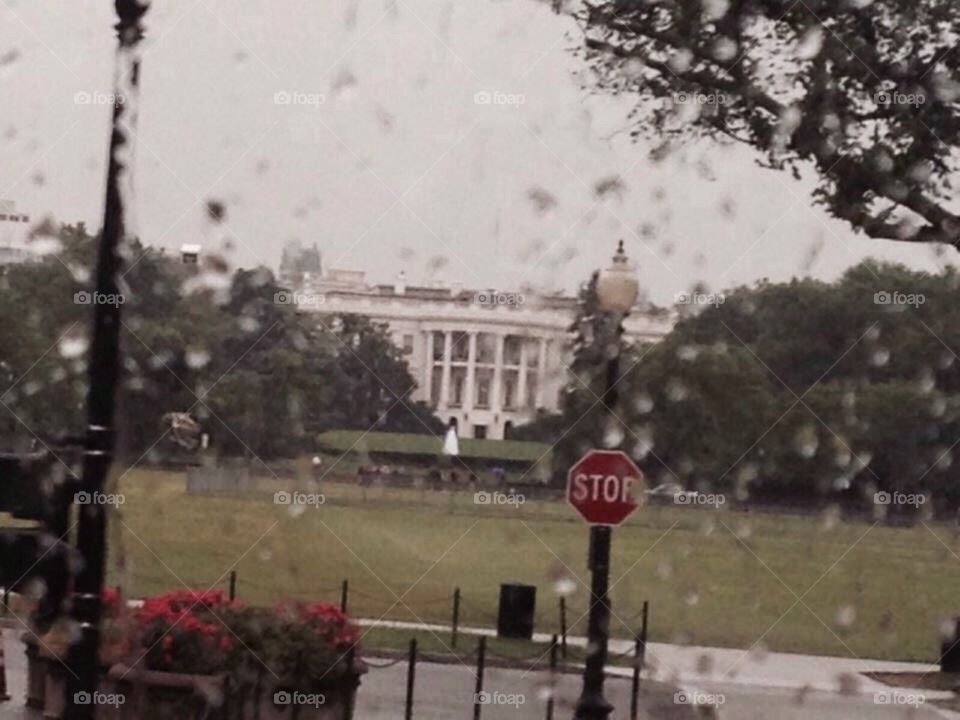 White House Drown 