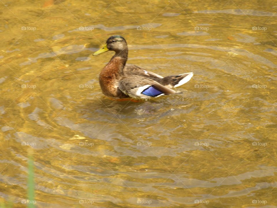 Swimming duck