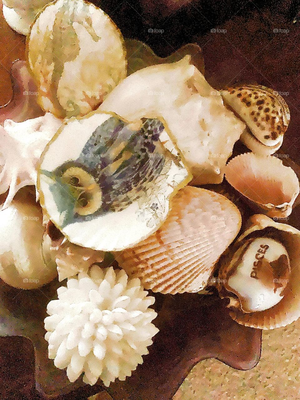 Shells