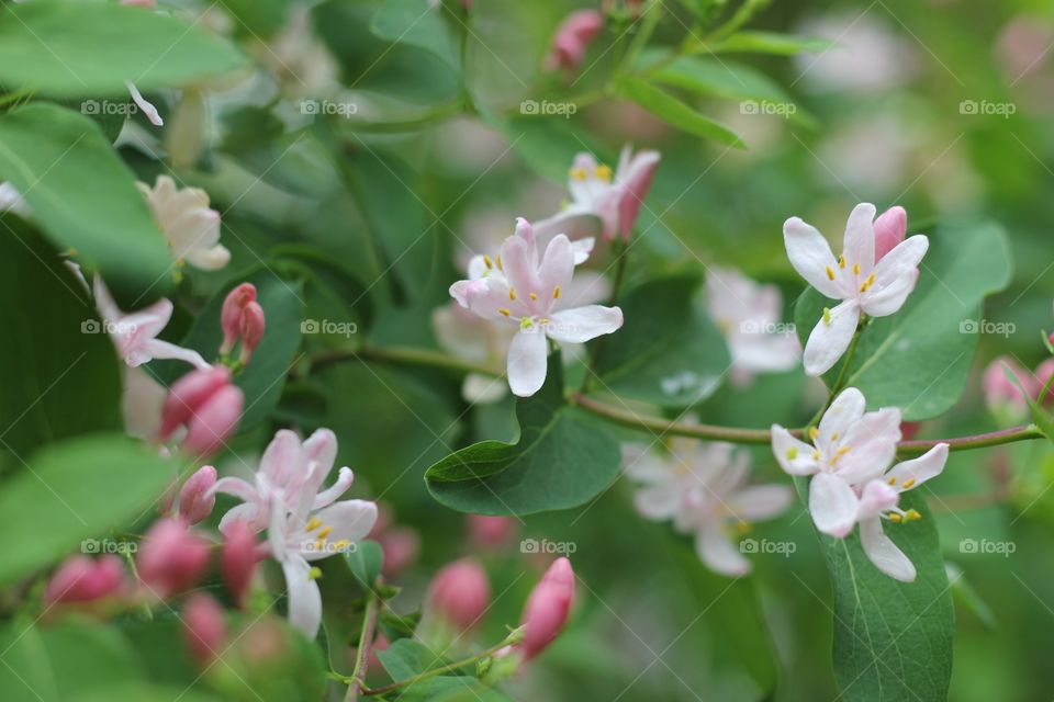 Spring flowers 