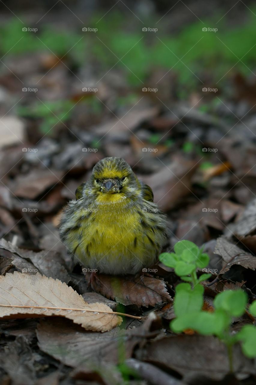 bird seen from ground to up