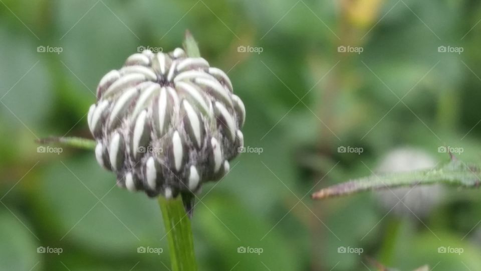 thistle bud