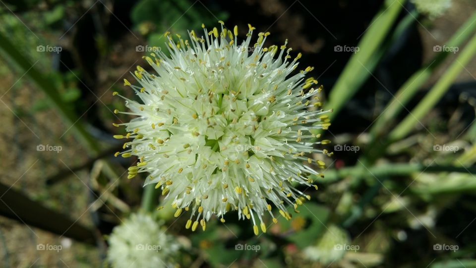 Seed flower