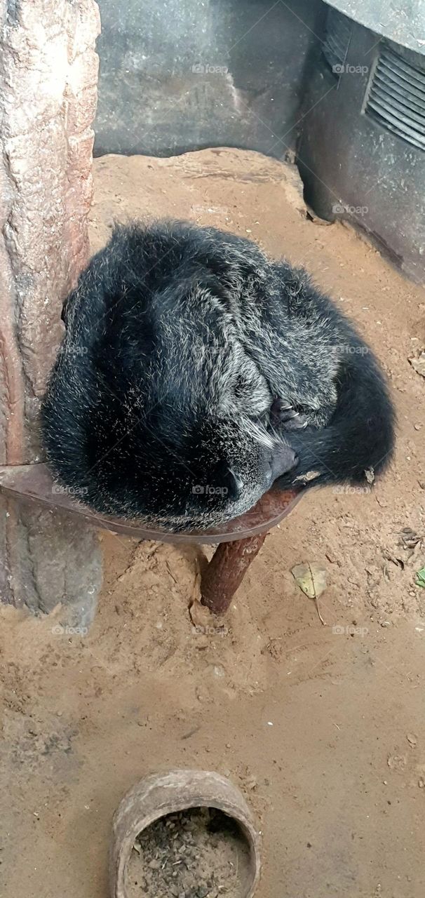 the laziest animal, sloth