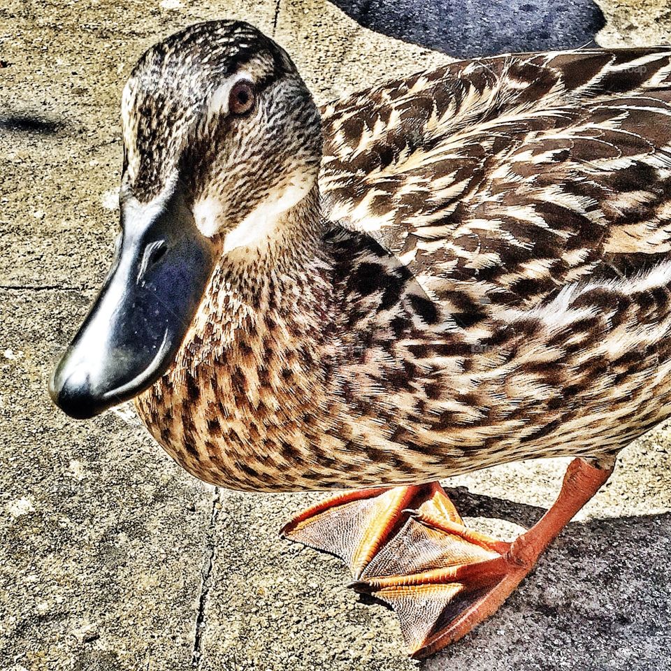 Female mallard duck visitor to the doorstep . Female mallard duck visitor to the doorstep 