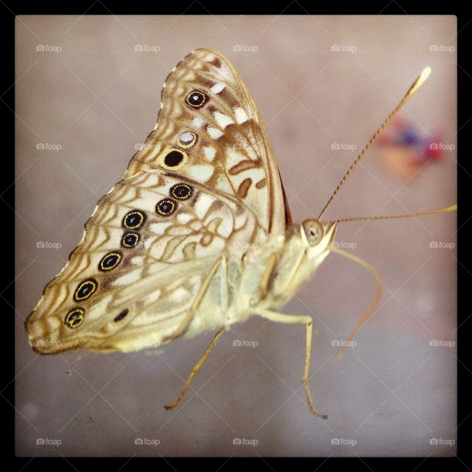 Butterfly. Butterfly