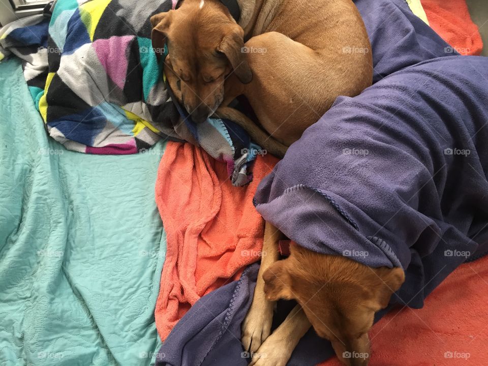 Cute sleepy dogs