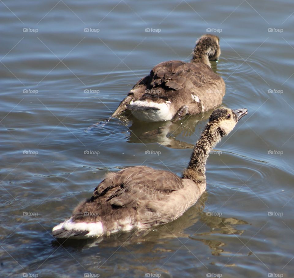 Two gosling taking a drink while floating on the Hudson River 