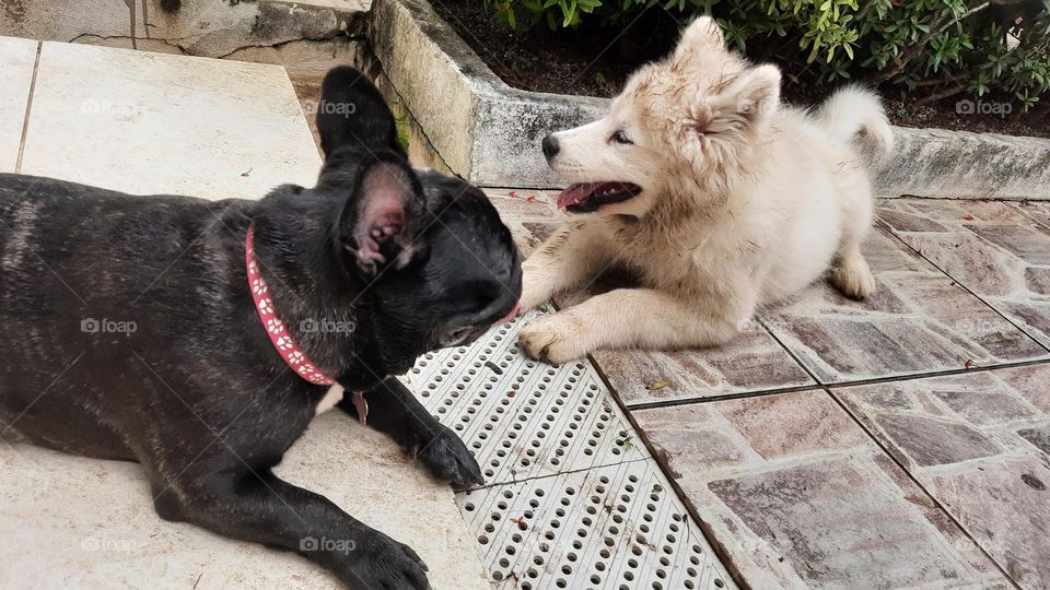 Brincadeiras de filhotes