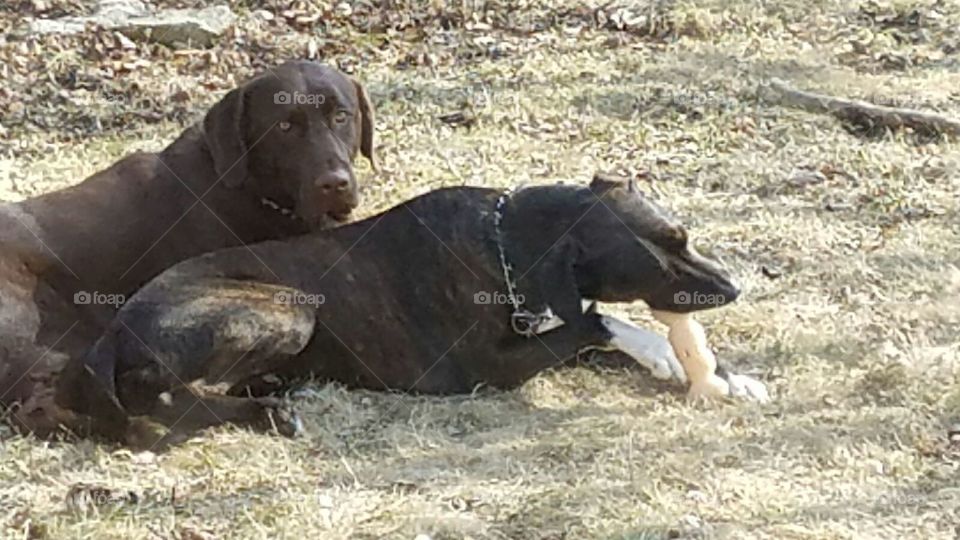 Dogs relaxing outside with a bone