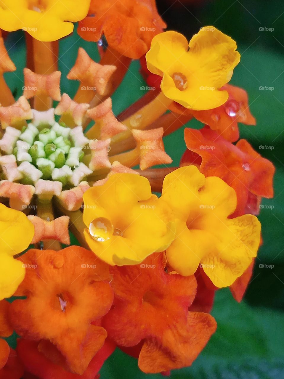 A colorful flower in the small rain.