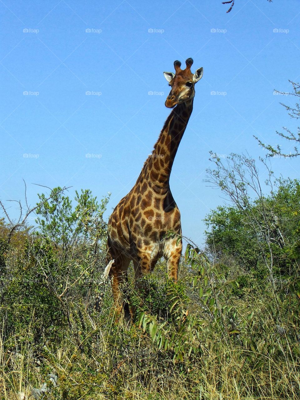 Giraffe