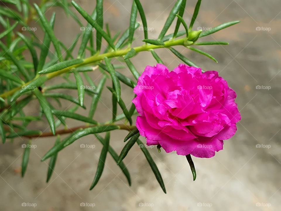 the beautiful flowers