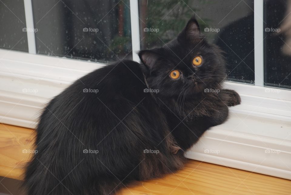 Black Persian Sitting in the Window