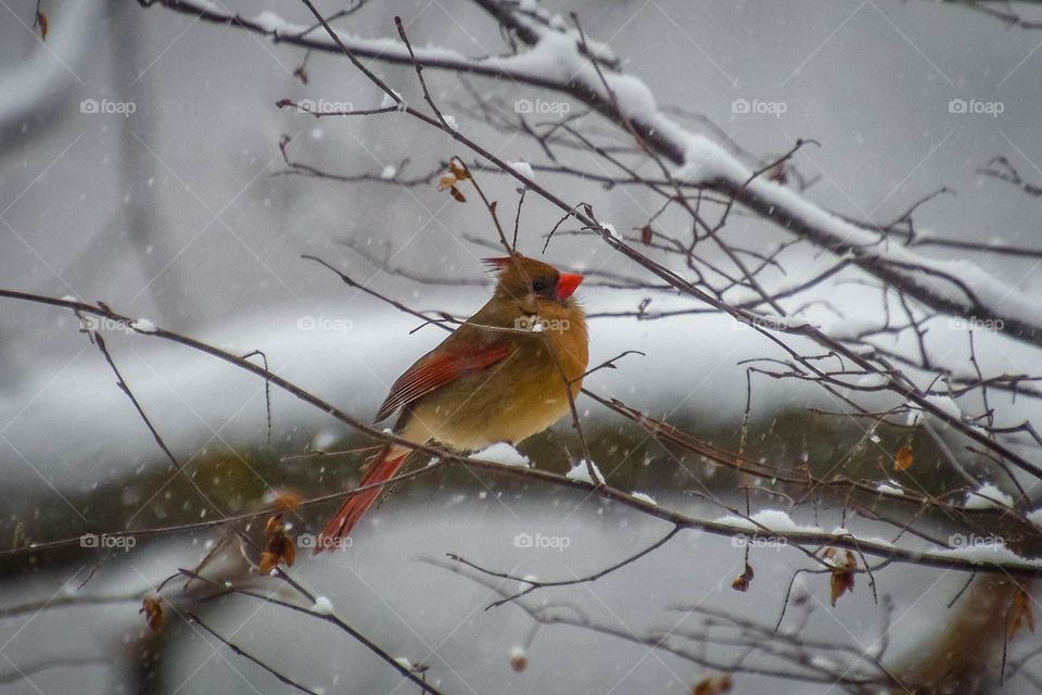 Female Northern Cardinal bird on a branch of a tree in winter