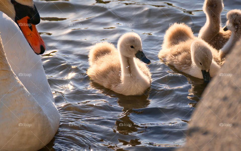 Baby swan