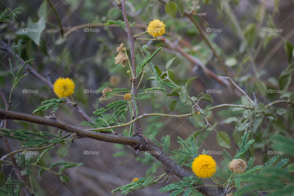 Not sure what these are, but they looked interesting.