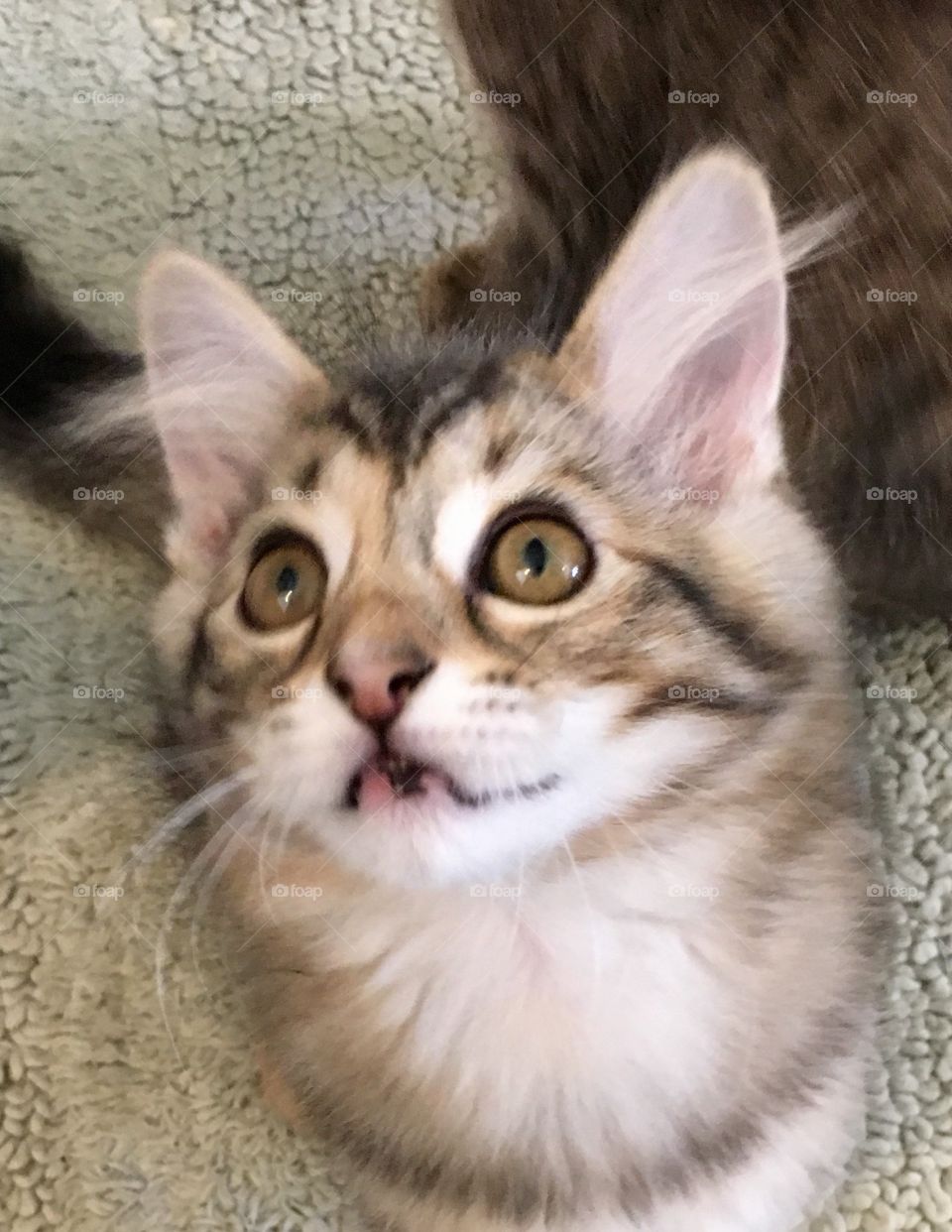 cute kitten with stripes