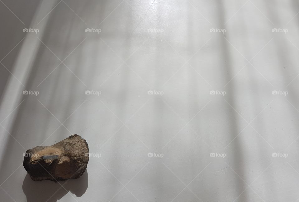 Fossil in the shadows