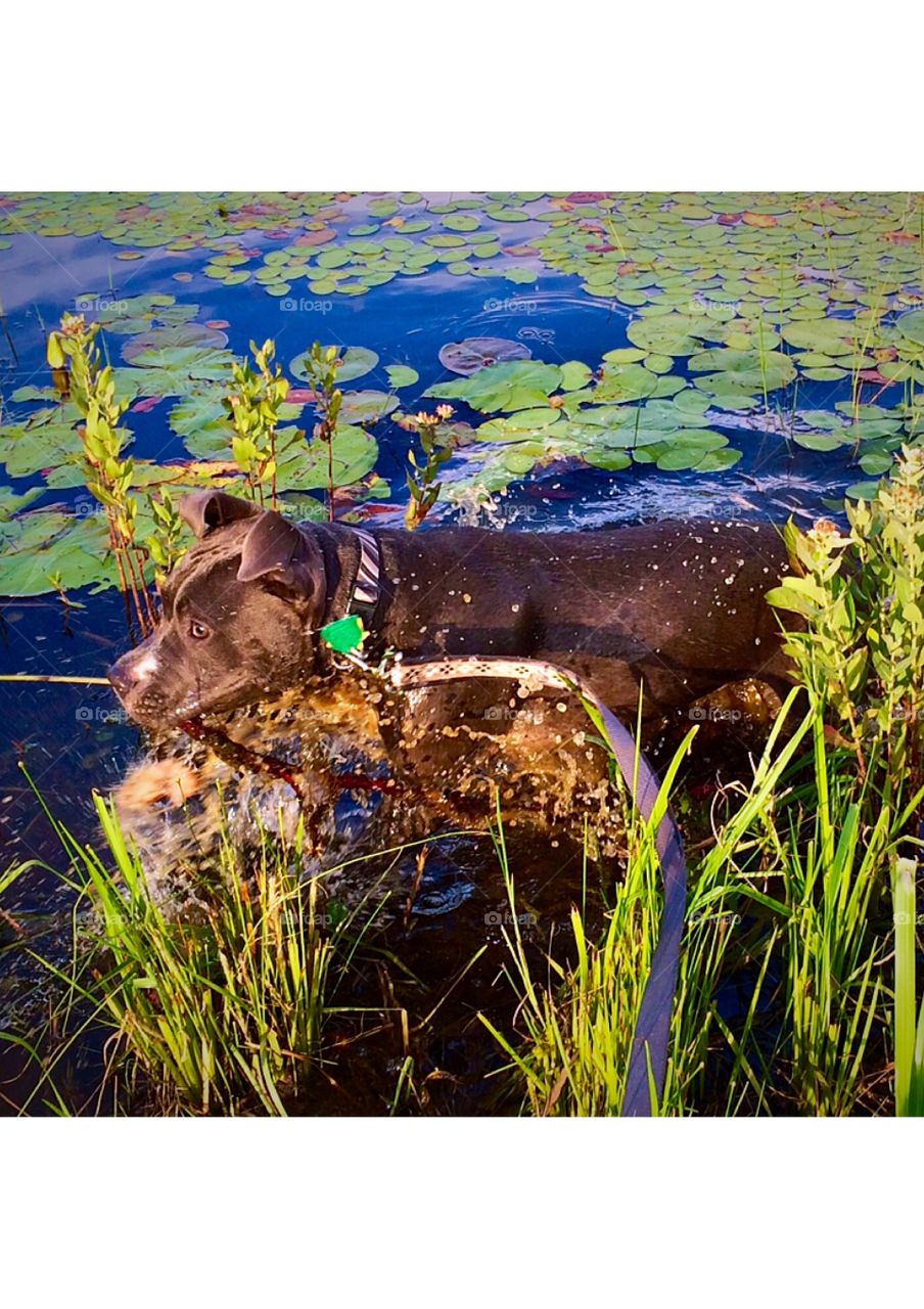Water dog 