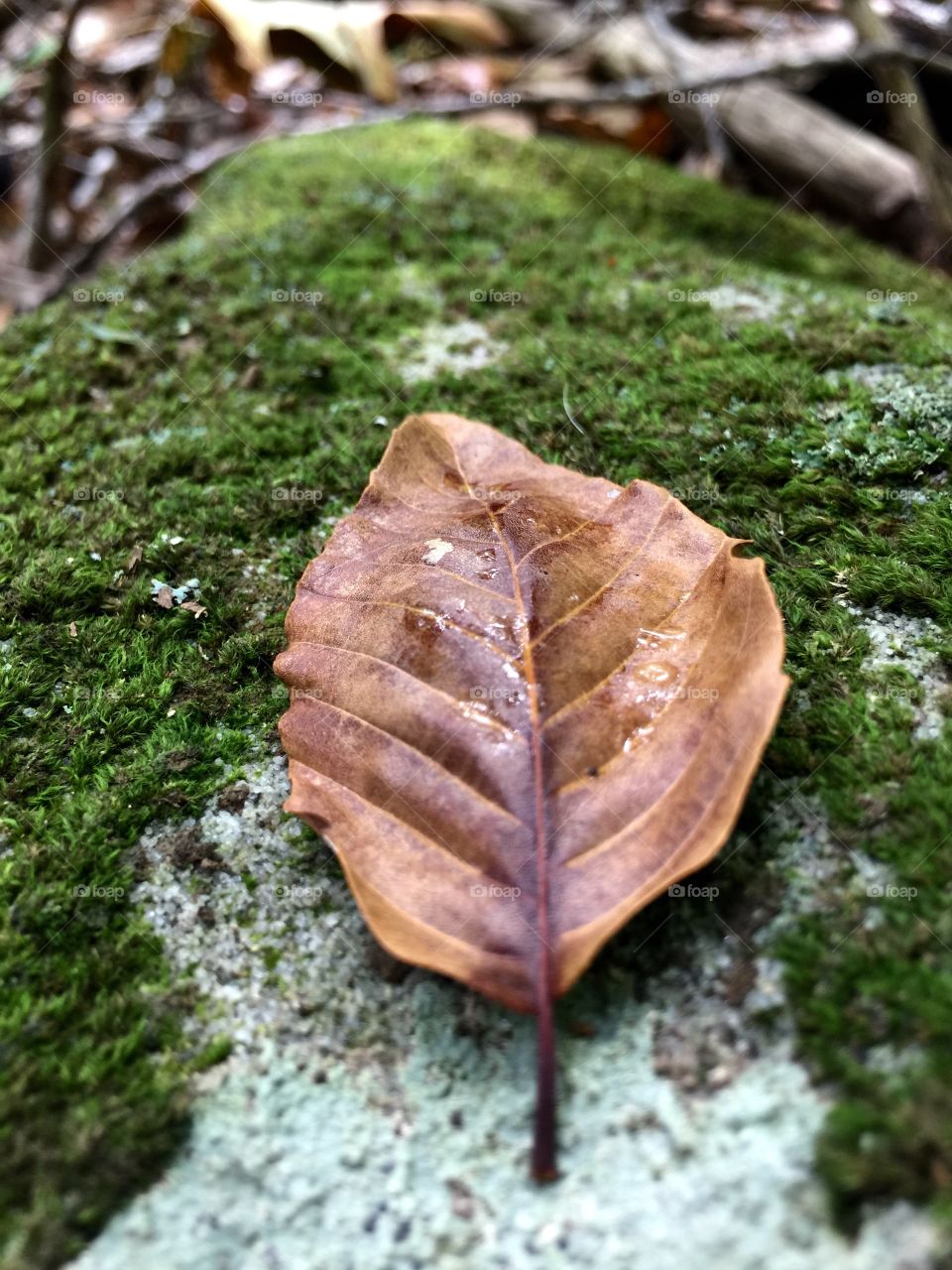 Autumn Leaf