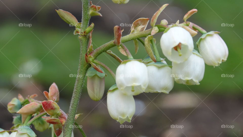 Blueberries blossoms
