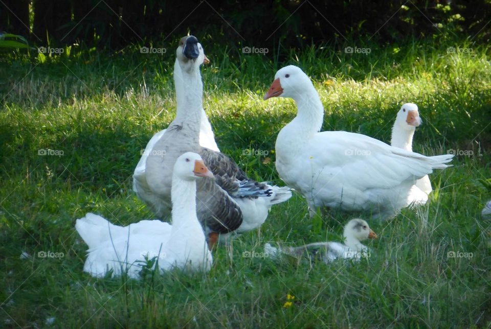 Geese family