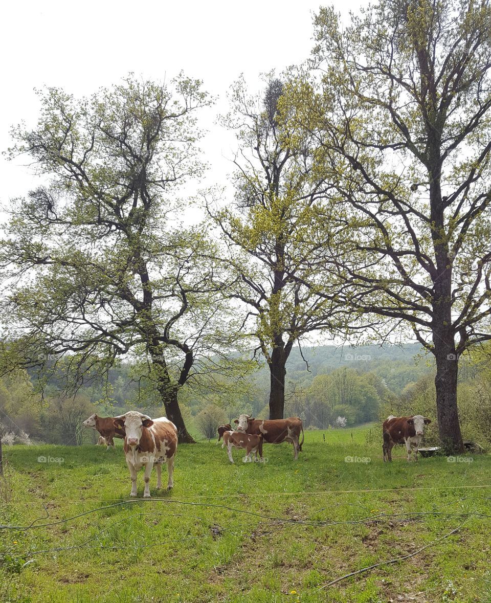 Cows (simmental) on the pasture