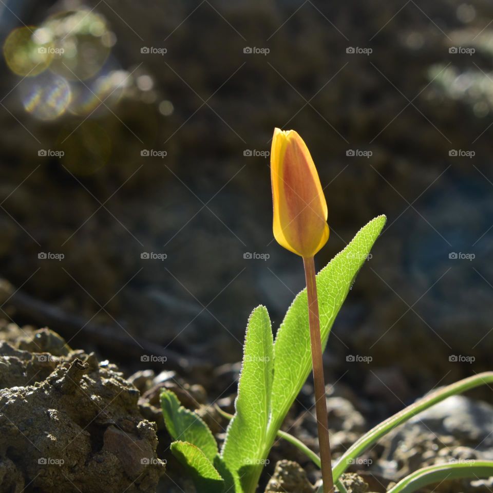 Himalayan wild tulip flower