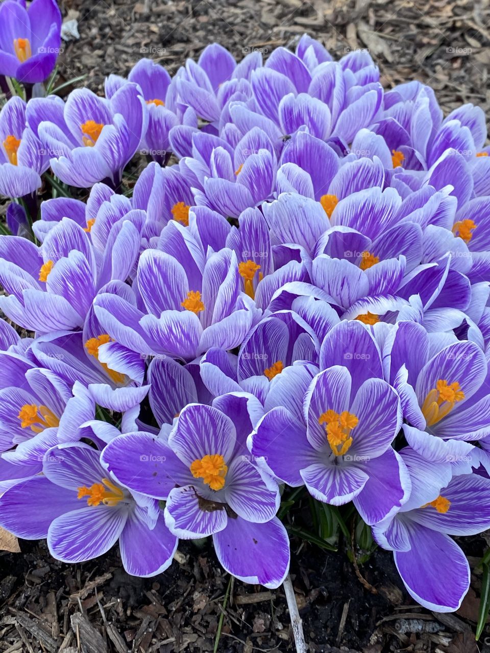 The beautiful Crocus is a sign that Spring is here 