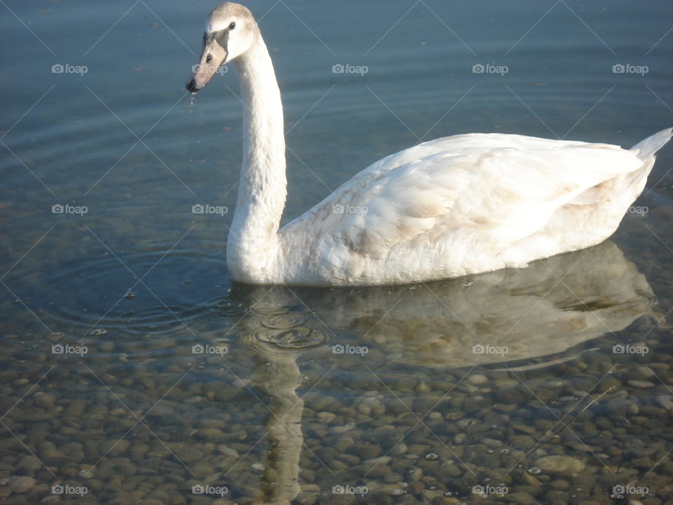 Swan on the lake Bundek,Zagreb,Croatia