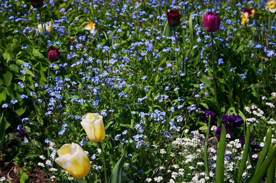 Yellow tulips among blue forget me nots